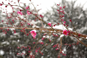 apricot flower in the snow