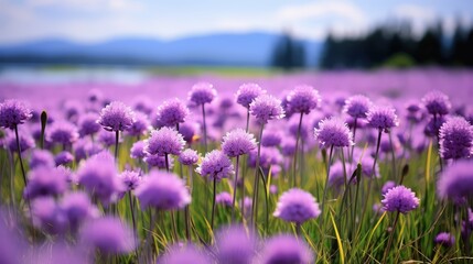 lilac flower purple