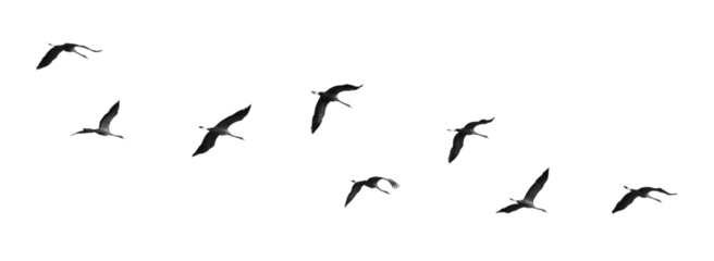 A Flock of Birds in Flight