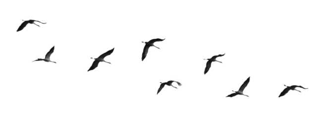 Fotobehang Vogels A Flock of Birds in Flight  © Ann