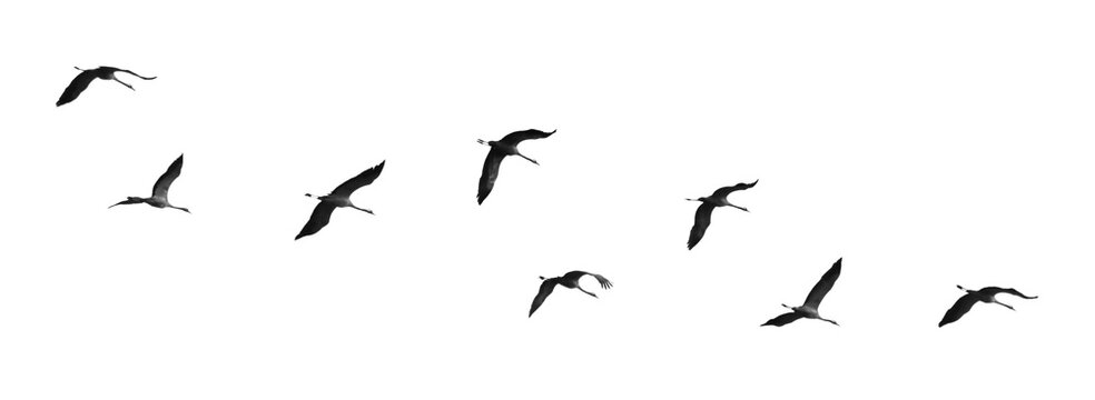 A Flock of Birds in Flight