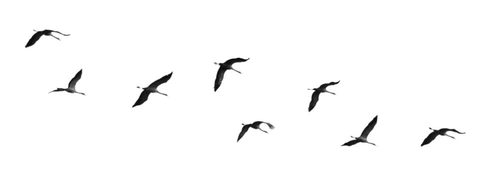 A Flock of Birds in Flight