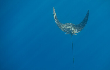 spotted eagle ray swimming very close during diving in a blue water with sunrays