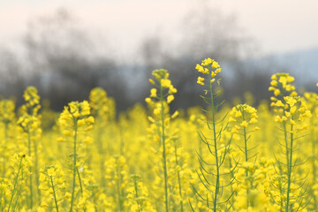 Obraz premium Mustard flower field is full blooming, yellow mustard field landscape industry of agriculture, mustard flowers closeup photo