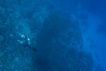 single diver near a large school of little fishes in blue water