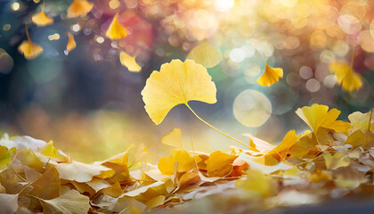 秋を感じるイチョウ。イチョウの落ち葉。紅葉。Ginkgo biloba makes you feel autumn. Fallen leaves of ginkgo. autumn leaves. - obrazy, fototapety, plakaty