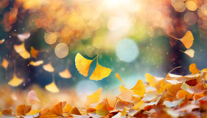 秋を感じるイチョウ。イチョウの落ち葉。紅葉。Ginkgo biloba makes you feel autumn. Fallen leaves of ginkgo. autumn leaves.