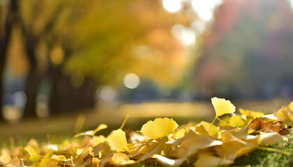 秋を感じるイチョウ。イチョウの落ち葉。紅葉。Ginkgo biloba makes you feel autumn. Fallen leaves of ginkgo. autumn leaves. - obrazy, fototapety, plakaty