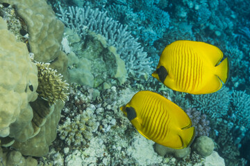 two yellow bluecheek butterflyfish hovering near corals at the seabed during freediving