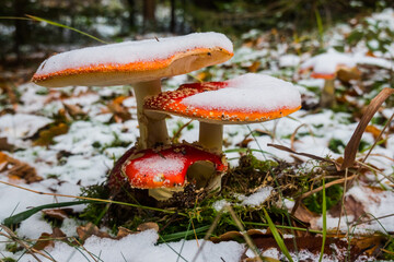 three glowing red fly agaric with snow in the winter