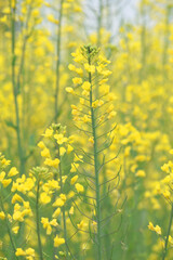 Mustard flower field is full blooming, yellow mustard field landscape industry of agriculture, mustard flowers closeup photo