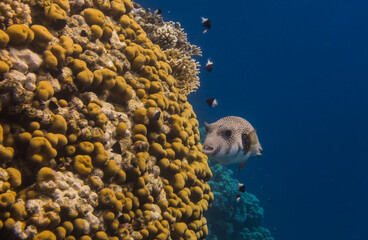 white spotted pufferfish swims along the beautiful coral reef with dark blue water