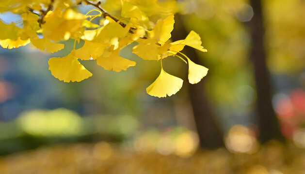 Ginkgo biloba makes you feel autumn. Fallen leaves of ginkgo. autumn leaves.
