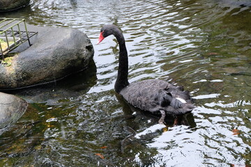 A black swan (Cygnus atratus) floating on water. Black swan is a large waterbird which breeds mainly in the southeast and southwest regions of Australia. Bird in natural environment.