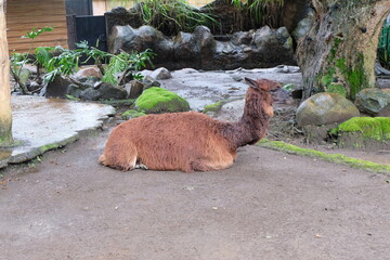 Cute alpaca (Lama pacos) sitting on the ground at a zoo. Alpacas communicate through body language....