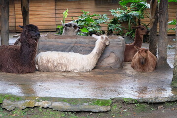 A group of alpacas (Lama pacos) relaxing on the ground at a zoo. Alpacas communicate through body...