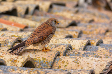 Female Lesser Kestrel perched on a roof.