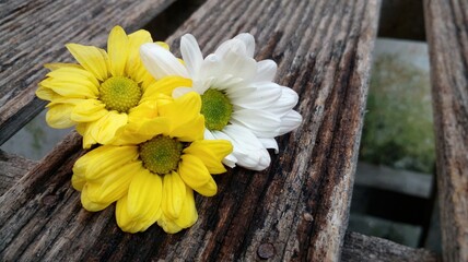 Yellow and white chrysanthemums are placed on a wooden bench. Chrysanthemum flowers as background. Chrysanthemums famili of asteraceae.
