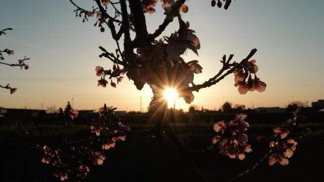 桜の花と日の出の風景です。風の強い晴れの日、ブルブルと桜の花が震えます。桜の花は河津桜です。