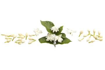 white flowers jasmine local flora arrangement flat lay postcard style  - obrazy, fototapety, plakaty