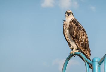 sea eagle sitting on a blue lantern and looking into the camera at the red sea