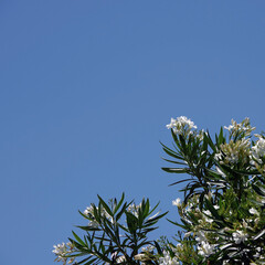 White oleander under blue sky