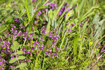 Thymus serpyllum, Breckland thyme, creeping thyme, or elfin thyme plants in flowering season. Natural herbal ingredients in a wild nature used in homeopathy and culinary.