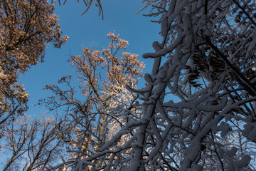 sky over a winter forest with lot of snow on the branches