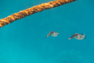 two bigfin reef squid hovering near a rope in blue water looks like birds