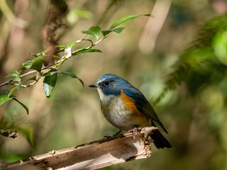 Obraz premium 森の中の木陰で枝に留まっているルリビタキの雄