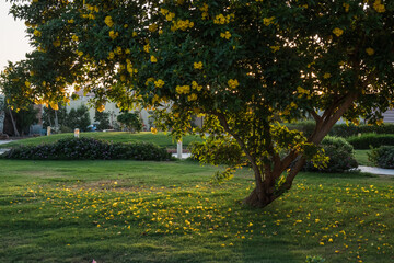 tree with yellow blossoms in a green meadow from a resort on vacation