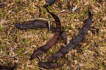 Seed capsules of Honey locust Gleditsia Triacanthos.
