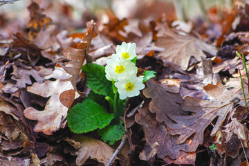 Primula vulgaris flowers on autumn oak leaves on the forest ground