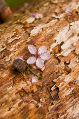 Small pink flower laying on a log