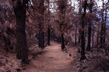 Obraz premium Burned black trunks of canary pine after forest fire in the tenerife