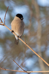 Eurasian bullfinch