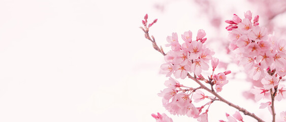 Cherry blossoms and white background. 桜と白背景