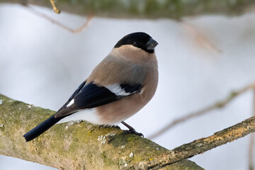 Eurasian bullfinch