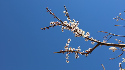 A branch of an apricot tree with blooming flowers against a cloudless sky background. Springtime. Blooming blossoms.