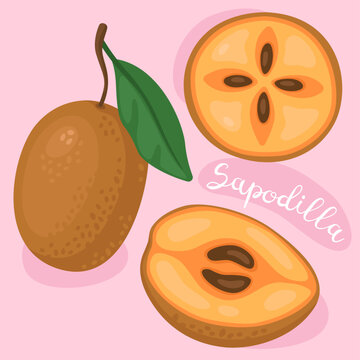 Sapodilla. Manilkara zapota, sapote, hicozapote, chicoo, chicle or soapapple. Tropical exotic fruits. Cartoon vector illustration. Half, slice and whole of sapodilla.