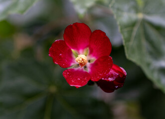 Fototapeta na wymiar red flower