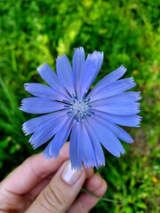 Single common chicory flower (Cichorium intybus) held by human's hand close-up, macro picture - obrazy, fototapety, plakaty