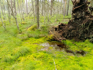 Obraz premium Beautiful nature scenery of bright green swamp covered in moss. Latvia, Europe