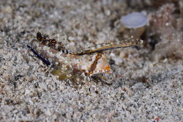 Dactylopus kuiteri Kuiter's dragonet Callionymidae