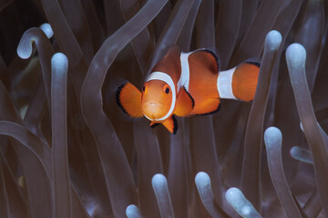 Amphiprion ocellaris false percula clownfish or common clownfish - obrazy, fototapety, plakaty