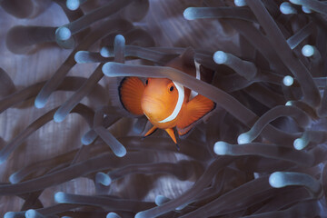 Amphiprion ocellaris false percula clownfish or common clownfish - obrazy, fototapety, plakaty