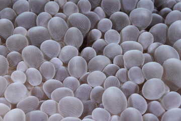 Plerogyra sinuosa bubble coral macro portrait