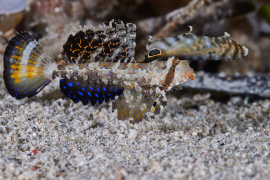 Dactylopus kuiteri Kuiter's dragonet Callionymidae