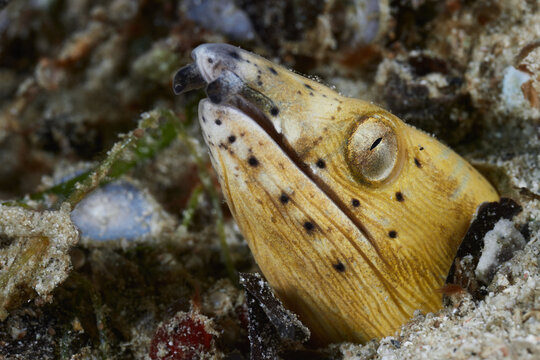 Ophichthus cephalozona headsaddle snake eel, one-banded snake-eel, black-neck snake eel, blacksaddle snake eel, dark-shouldered snake eel