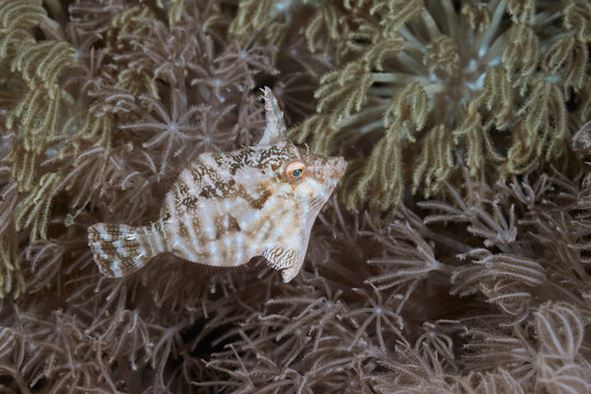 Acreichthys tomentosus filefishes macro portrait